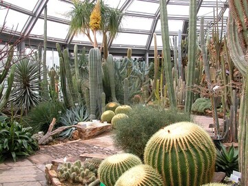 Am Botanischen Garten Berlin hat die Erforschung der Kakteen eine ber 100-jhrige Tradition.