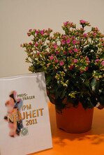 Kalanchoe interspecific hybrid Queen® Wildflowers®’Charming Purple Bouquet’,