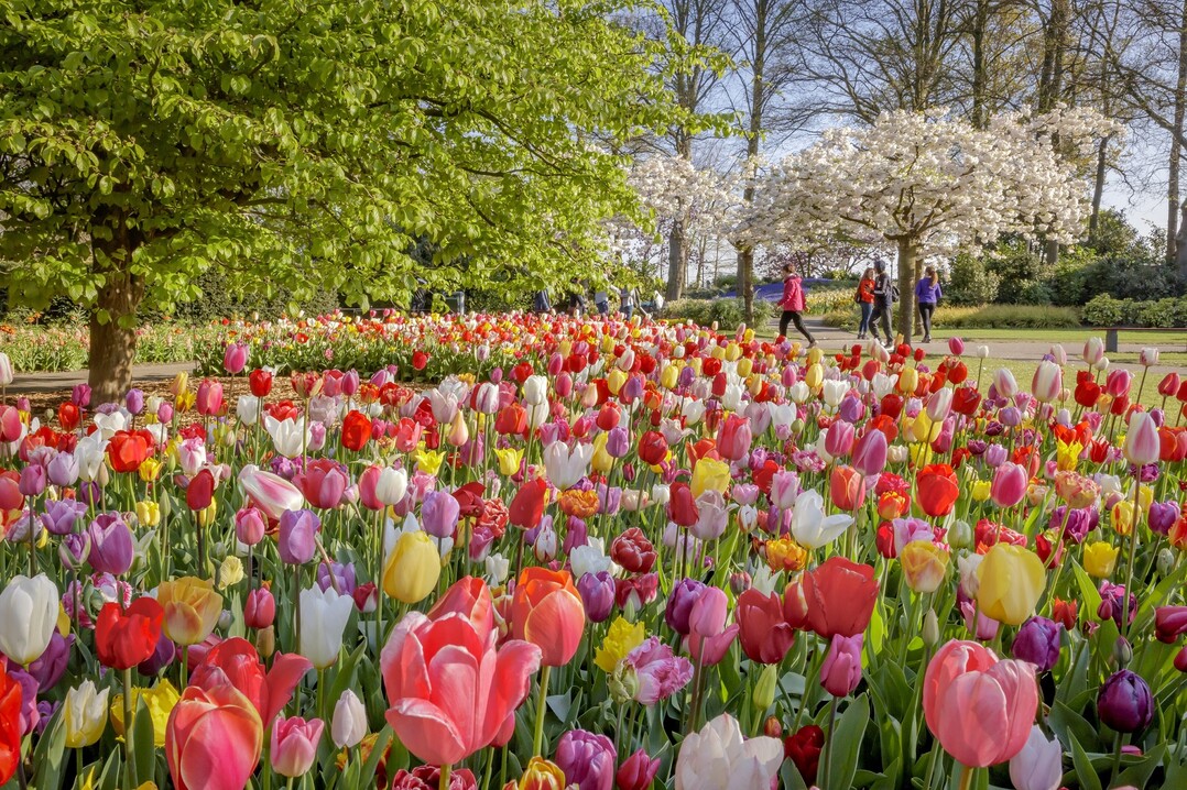 Die Zwiebelblumensaison im Keukenhof startet am 23. Mrz.