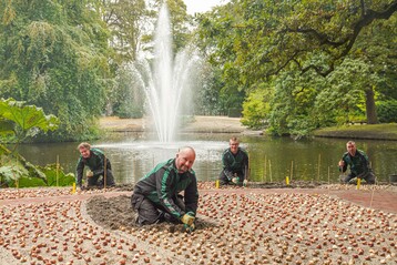 Die Grtner vom Keukenhof pflanzen jetzt die Blumenzwiebeln fr das 75-Jahr-Jubilum des Parks im kommenden Jahr 2024.