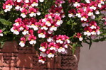 Eine der besonders schönen Neuheiten ist Nemesia "Cherry on Ice" (Kientzler)