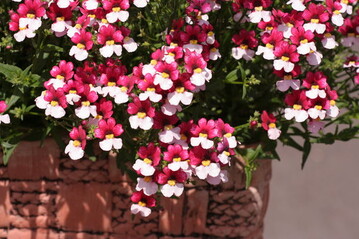 Eine der besonders schnen Neuheiten ist Nemesia "Cherry on Ice" (Kientzler)