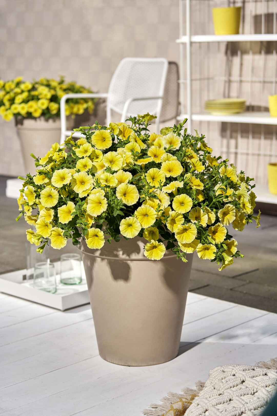 Petunia grandiflora "Bees Knees"