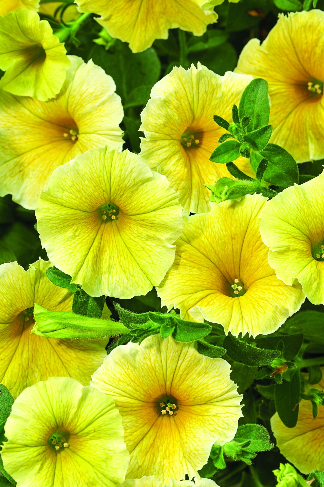 Petunia grandiflora "Bees Knees"