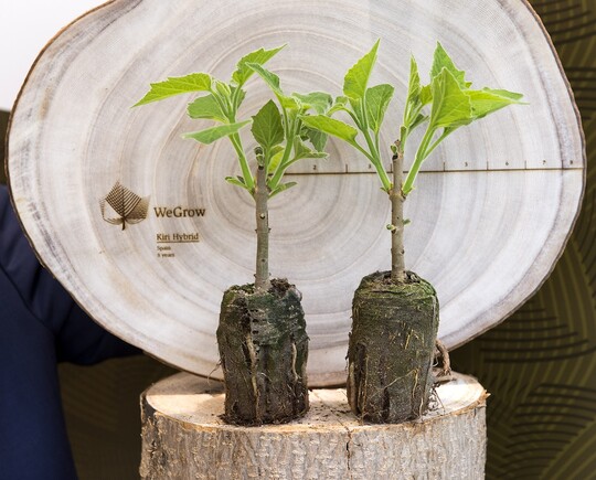  Der Klimabaum  so nennt das Start-up WeGrow einen besonderen Baum. Durch sein schnelles Wachstum speichert er deutlich mehr CO2
 als
andere Sorten. Der Kiribaum aus Asien ist der am
schnellsten wachsende Baum, der auf landwirtschaftlichen Flchen gepflanzt wird, um mit ihm
Holz zu gewinnen. Er wchst zehn Mal schneller als
eine Buche und ist dabei mit einem extrem geringen
Gewicht um 65 Prozent leichter als das Holz einer
Eiche. Hinzu kommt eine hohe Stabilitt. Das besonders leichte Holz kann deshalb besonders gut
fr den Mbelbau in Wohnwagen oder im Hausbau
verwendet werden.