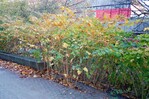 Reynoutria japonica – hier im Herbstlaub - ist sehr schnellwüchsig und bildet dichte, ausdauernde
Bestände. Die Rhizome dienen der Überwinterung und reichen sehr tief und unter
Pflasterungen, Wege und auch massivere Bauten.