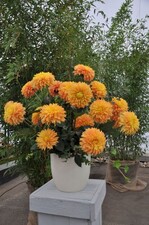 Heinz Panzer aus Bad Köstritz in Thüringen züchtete den „Koblenzer Sommer“, der bei der
Eröffnung der 19. BUGA-Hallenschau getauft wurde.