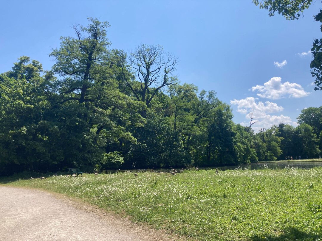 Kronenauflichtung im Mnchener Park Nymphenburg 2023. Werfen alte Bume Bltter oder ganze ste ab, die aufgrund Wassermangels nicht mehr richtig versorgt werden knnen wird die Krone von Altbumen schtter.