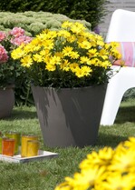 Die „Lachende Lucy“ wurde zu Recht zur „Bayerischen Pflanze des Jahres“ gewählt, denn sie ist ein echter Sonnenschein und überzeugt in Pflanzgefäßen verschiedenster Größe.