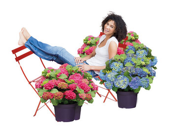 Hydrangea "Forever&Ever" blht im Gegensatz zu anderen Hydrangea-macrophylla-Arten auf ein- und auf mehrjhrigem Holz.
