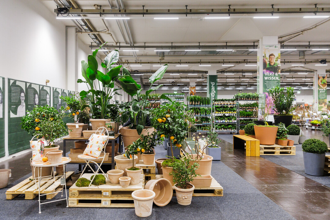 The spring edition of the Landgard Order Days offers trade visitors green diversity across more than 6,000 square meters in Hall 1A of IPM ESSEN 2026.