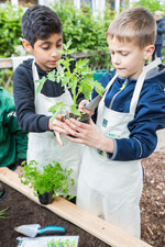 Im Rahmen spezieller Aktionstage bepflanzten Grundschüler zwei Hochbeete mit verschiedenen heimischen Obst- und Gemüsesorten sowie Blumen und Kräutern.