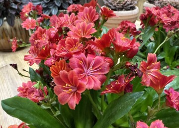Die Bitterwurz-Neuzchtung Lewisia cotyledon-Hybride "Sunset Glow" von Kientzler GmbH & Co. KG bekam bei den IPM Neuheiten 2025 den Publikumspreis.