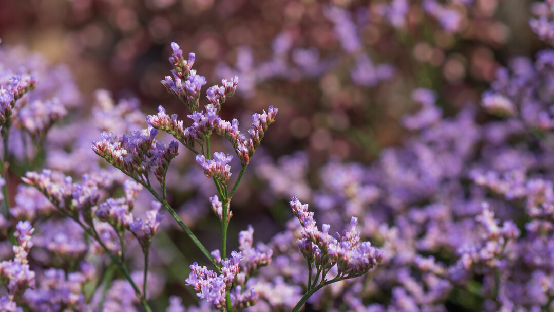 Limonium gmelinii "STE 10" (Dazzle Rocks)