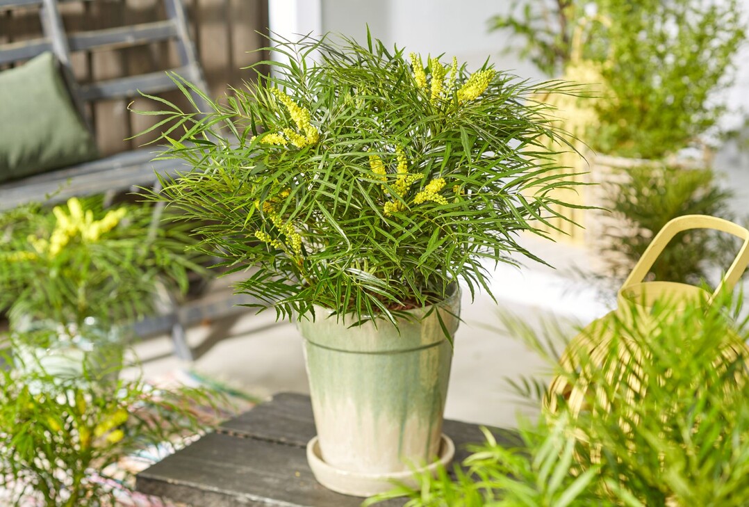 Mahonia eurybracteata Little Soft Caress ist eine sehr kompakte Mutante der Mahonia eurybracteata Soft Caress mit einer Hhe von 50 cm. Die Pflanze hat ein glnzendes, grnes, dornenloses Farnblatt, krftige ste und ist gut verzweigt. Little Soft Caress blht bereits im 1. Jahr mit gelben Blten, die angenehm s duften. Die Pflanze ist sehr winterhart. Einreicher sind Van Son & Koot BV aus Kaatsheuvel und CNB New Plants aus Lisse. Das gewerbliche Schutzrecht wurde beantragt. Die Pflanze wird von Van Son & Koot BV aus Kaatsheuvel gezchtet und auch auf den Markt gebracht.  