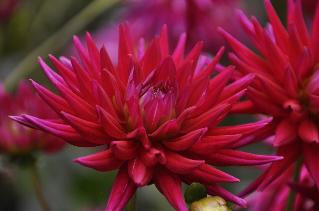 Publikumsliebling auf der Mainau: Dahlia "Karma Purple Korona" 