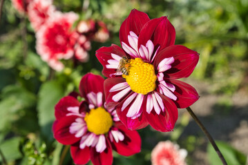 Dahlie "Eefje" wird Mainau-Dahlien-Knigin 2021