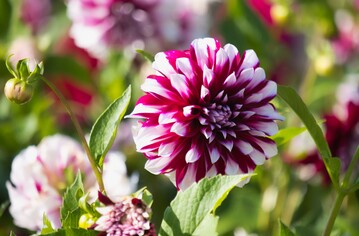 Dekorative Dahlie "Attila" wird Mainau-Dahlienknigin 2023.