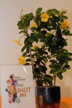 Mandevilla x Diamantina® "Citrine’ 403