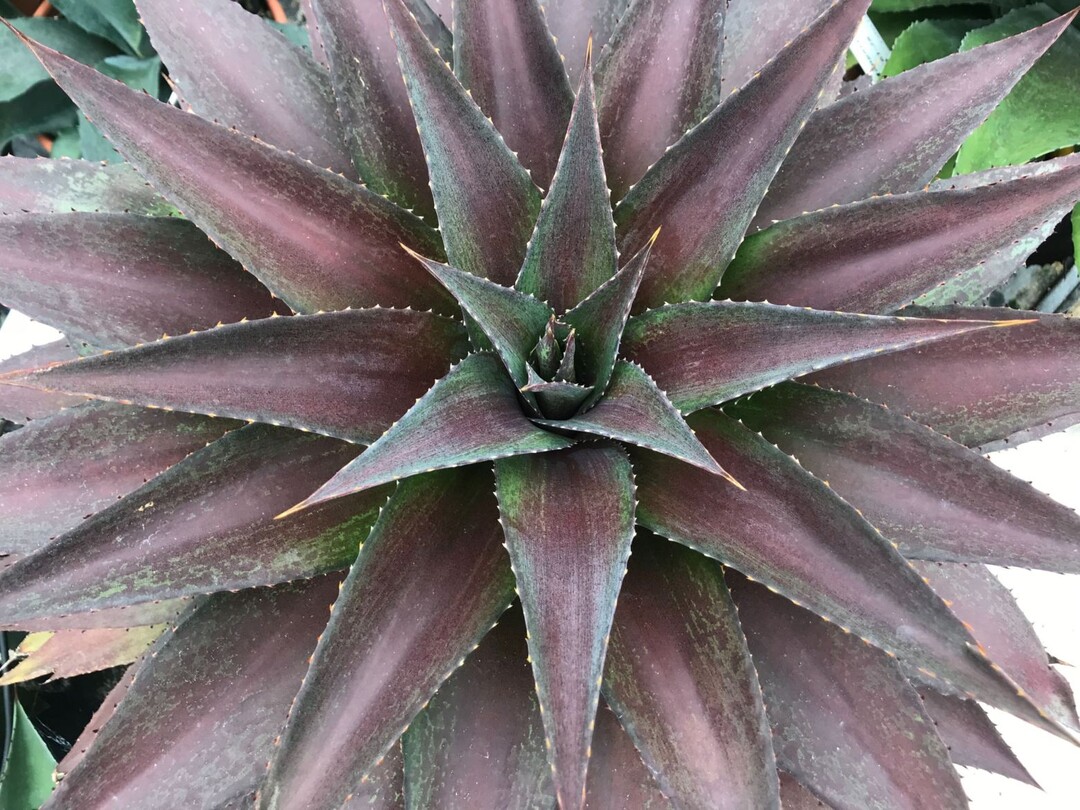 Als Gattungshybride hat Mangave „Red Wing“ (Mad About Mangave) die Robustheit und die großen Formen der Agave und die einzigartigen Farben, Zeichnungen und weichen Stacheln der Manfreda. Mad About Mangave ist schnellwüchsig und liebt sonnige Standorte. Dort kommen die Farben und die charakteristische Zeichnung der Blätter am besten zur Geltung. Die Pflanze bildet eine sehr große, detailreiche Rosette, die aus einer Vielzahl von charakteristischen tiefroten Blättern besteht.
Diese Mangave wurde von Walters Gardens Inc. aus Zeeland (USA) gezüchtet und ist sortenschutzrechtlich geschützt. Für das Management ist Plantipp BV aus IJsselstein (Niederlande) zuständig. F.N. Kempen vof aus Mijdrecht und Van Son & Koot BV aus Kaatsheuvel bringen die Pflanze auf den Markt und haben sie auch eingereicht.