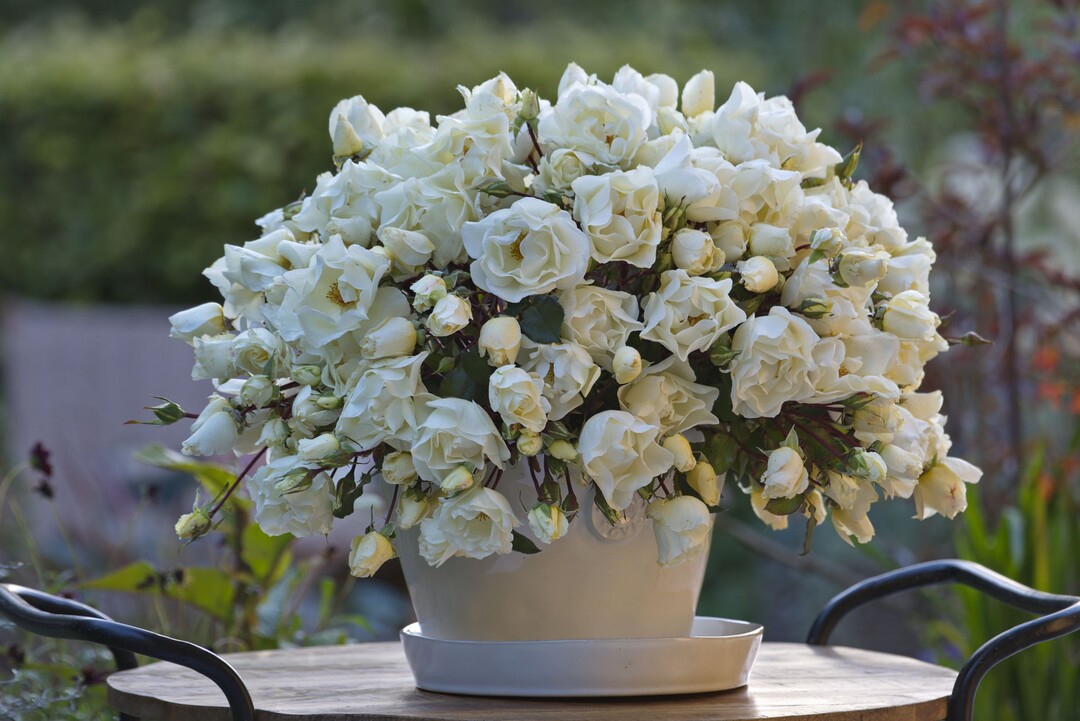 Die Mentor Rose als Charity Rose von Kordes Rosen