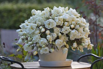 Die Mentor Rose als Charity Rose von Kordes Rosen 