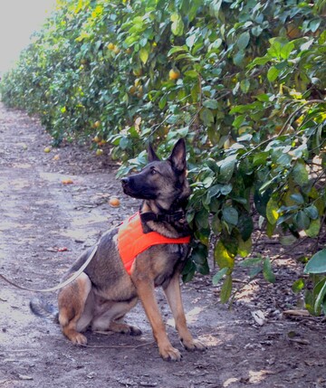 Ein Schferhund erschnffelt einen erkrankten Citrus-Strauch.