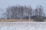 Betula pubscens, die Moor-Birke, ist Baum des Jahres 2023