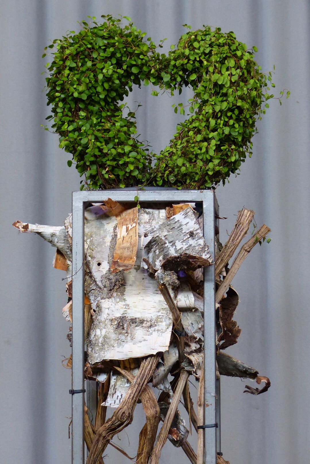 Mhlenbeckia von Scheer Gartenbau