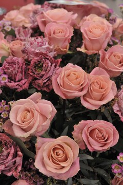 Rosa, Pink und Lila waren fr den Muttertagsstrau 2016 auch bei Rosen besonders gern nachgefragt.