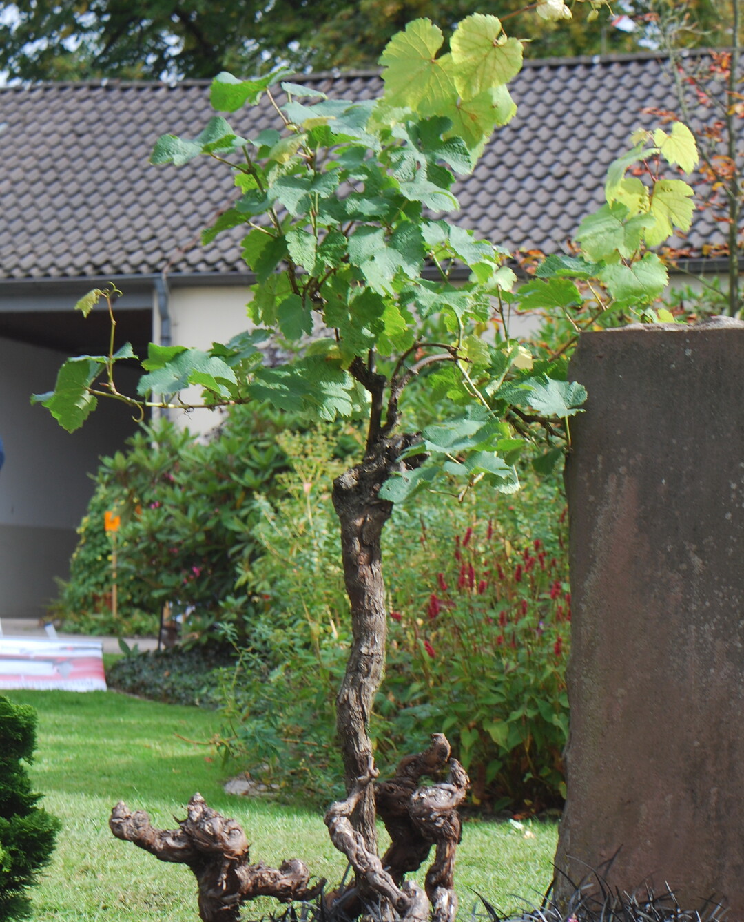 Im ersten Fried-Weinberg in Nordheim kann man sich unter Weinstcken begraben lassen.