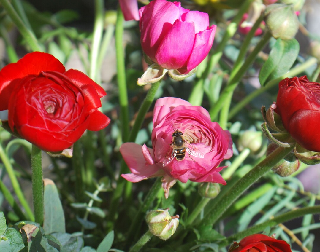 Wildbienen mögen Blumen, es dürfen auch einfachere sein als diese Ranunkeln.