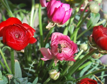 Wildbienen mgen Blumen, es drfen auch einfachere sein als diese Ranunkeln.