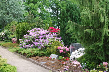 Rhododendron in voller Blte auf einem kleinen Friedhof in Flensburg.