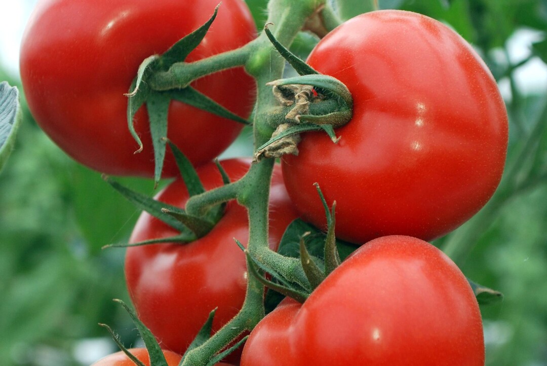 Auf Gräbern sind nach aktueller Rechtssprechung grundsätzlich auch Obst- und Gemüsepflanzen erlaubt.