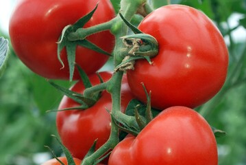 Auf Grbern sind nach aktueller Rechtssprechung grundstzlich auch Obst- und Gemsepflanzen erlaubt.