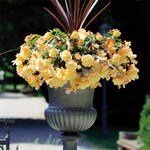 Begonie Chardonnay – Pflanze des Jahres 2011 im
Norden.