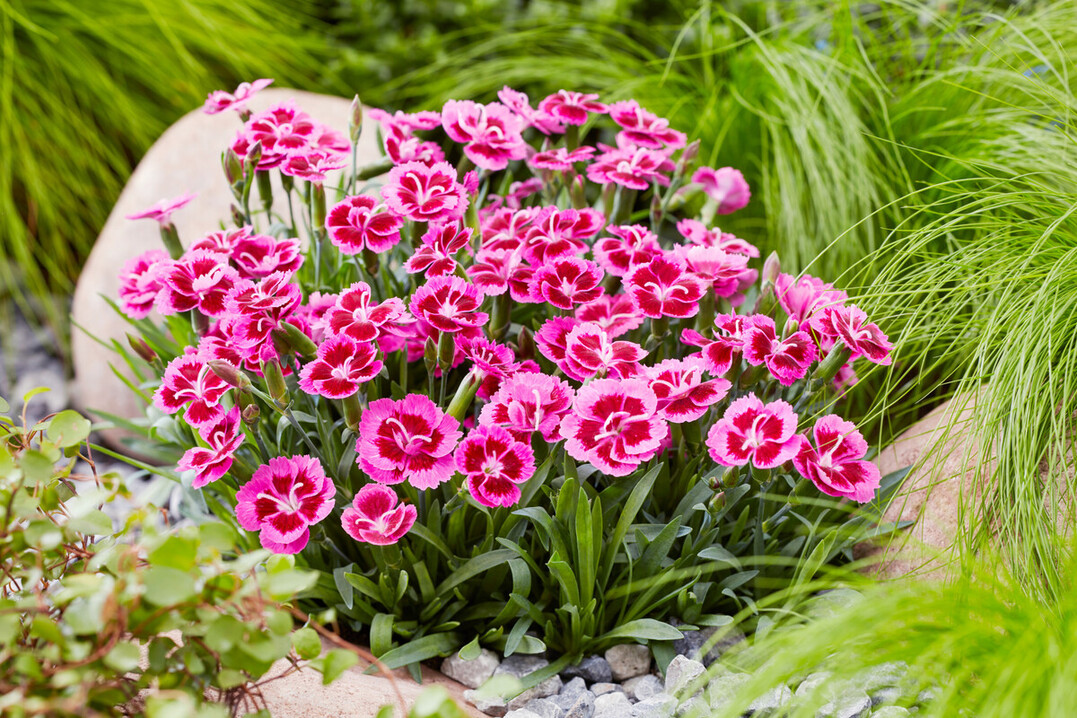 33 exhibitors from 11 countries have submitted new products. In the perennials category, HilverdaFlorist is participating with Dianthus Picture Perfect, among others.