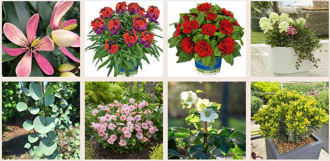 Twenty-seven plant exhibitors have registered a total of 43 exciting new products, which will be presented by the Central Horticultural Association in cooperation with MESSE ESSEN.