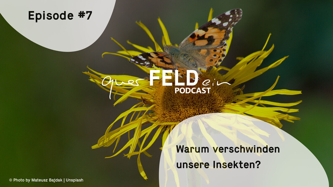 Folge 7 des querFELDein-Podcast zum Thema Insektensterben.
