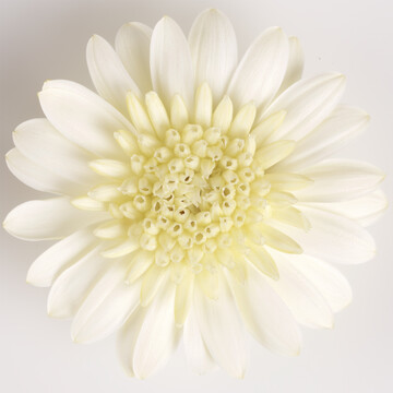 FleuroSelect Gold Medal Gewinner 2019: Osteospermum ecklonis Enrico.