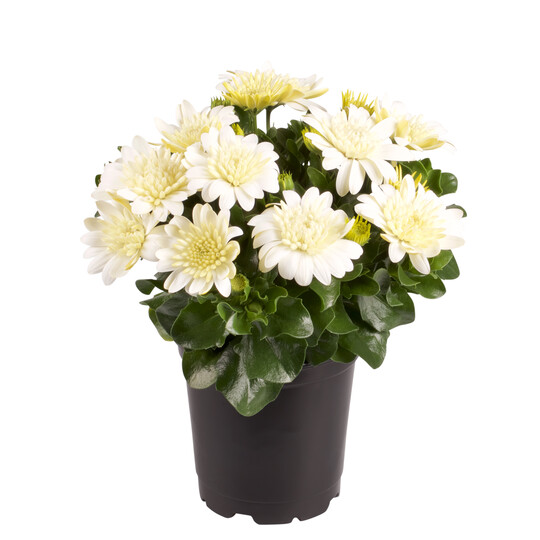 Osteospermum ecklonis "Enrico"