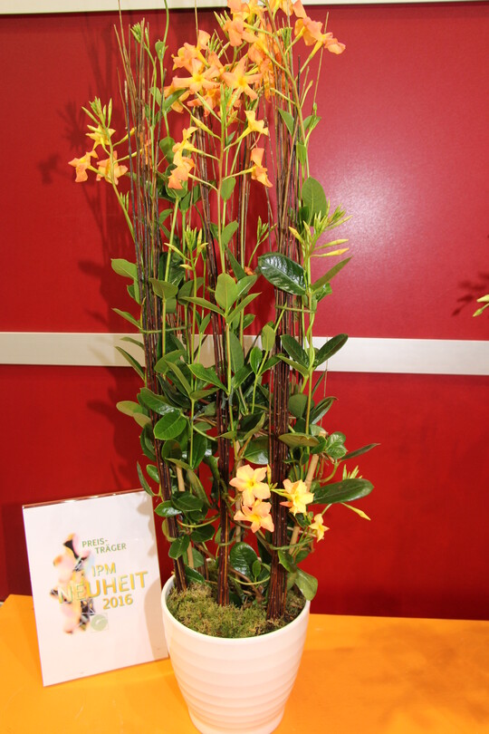 Mandevilla x sanderi DIAMANTINA  "Orange Coral der Firma D.H.M. Innovation