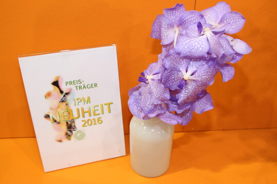 Vanda Jones ex R. Br Kanchana  Angelite SPCDW1405 der Firma Suphachadiwong Orchids