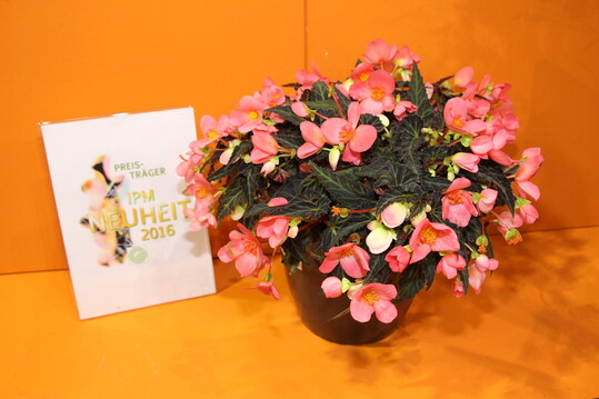 Begonia Hybride "First Kiss von Dmmen Orange
