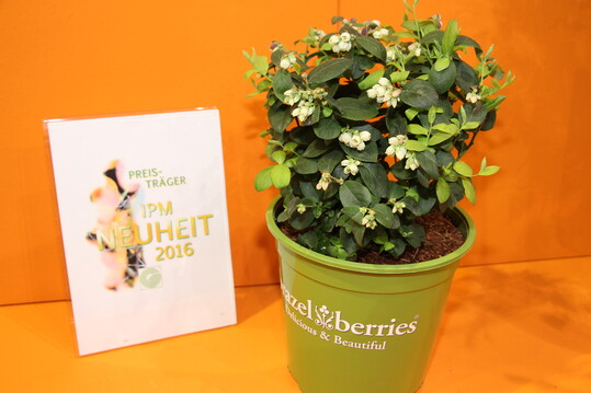 Vaccinium corymbosum BrazelBerries von zu Jeddeloh