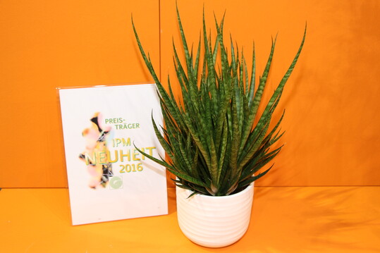Sanseveria hybride Sansiam Kichaka SUPSAM1401 der Firma Suphachadiwong Orchids