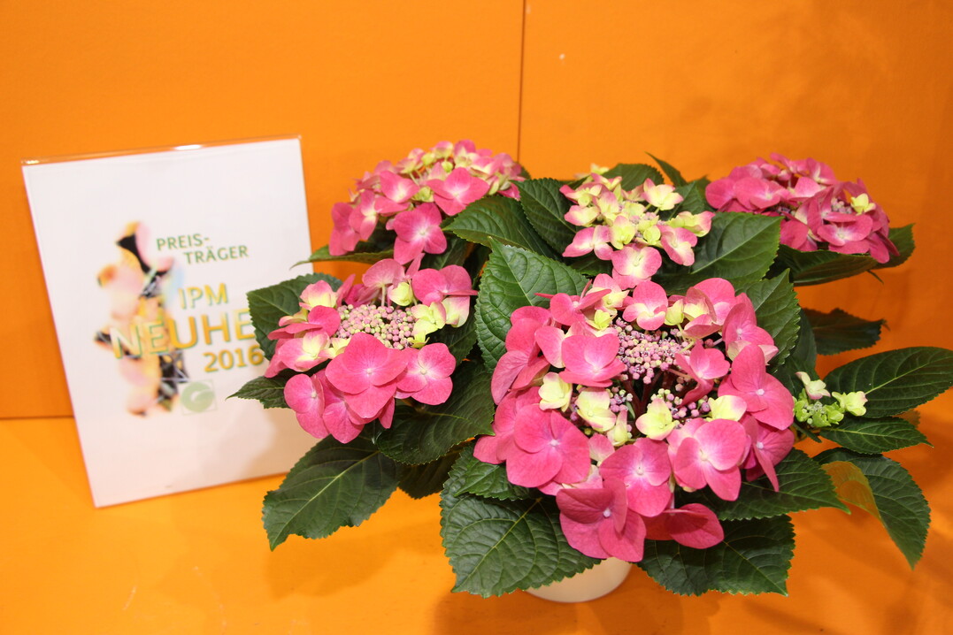 Sorten Hydrangea macrophylla Frisbee Hot Pink und Caipirinha der Hydrangea Breeders Association
