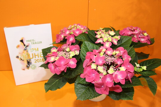 Sorten Hydrangea macrophylla Frisbee Hot Pink und Caipirinha der Hydrangea Breeders Association