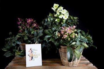 Helleborus x glandorfii "Helleborus Gold Collection Ice NRoses"